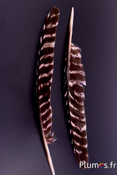 Dindon bronze - 33-38 cm - rose-noir 